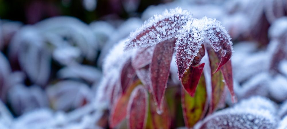 Bien entretenir ses plantes en hiver - Brico Privé