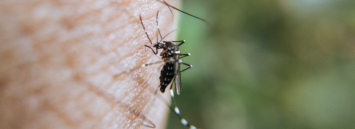 Prises anti moustique : sont-elles efficaces ? Sont-elles nocives ?