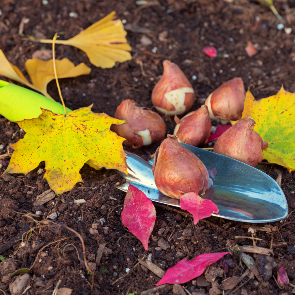 Bulbes d'automne ou de printemps : lesquels planter pour un jardin