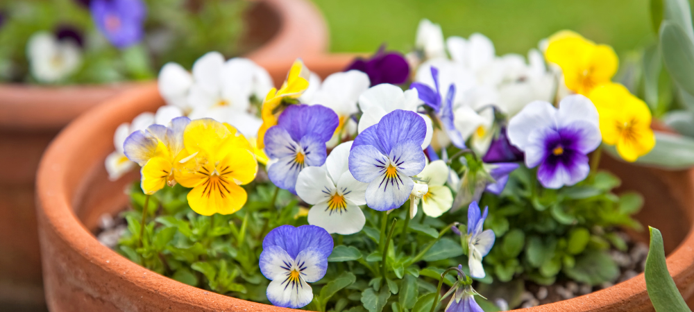 Comment bien choisir ses jardinières et ses pots de fleurs