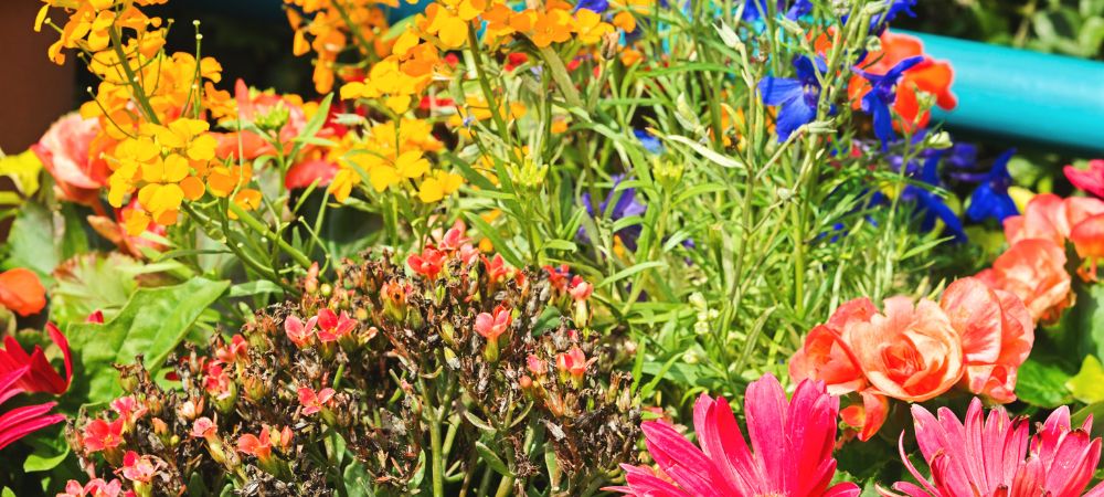 Conseil : choisir le bon pot de fleur pour le jardin