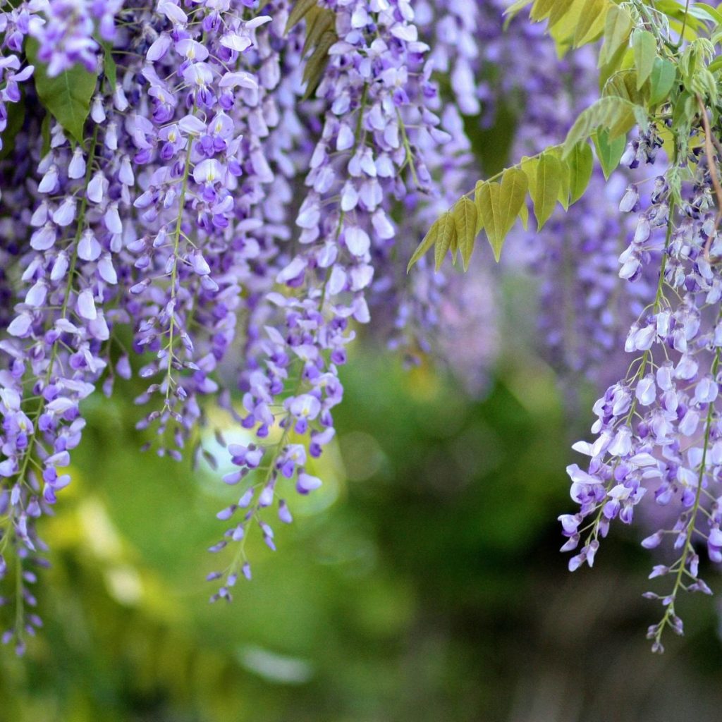 glycine