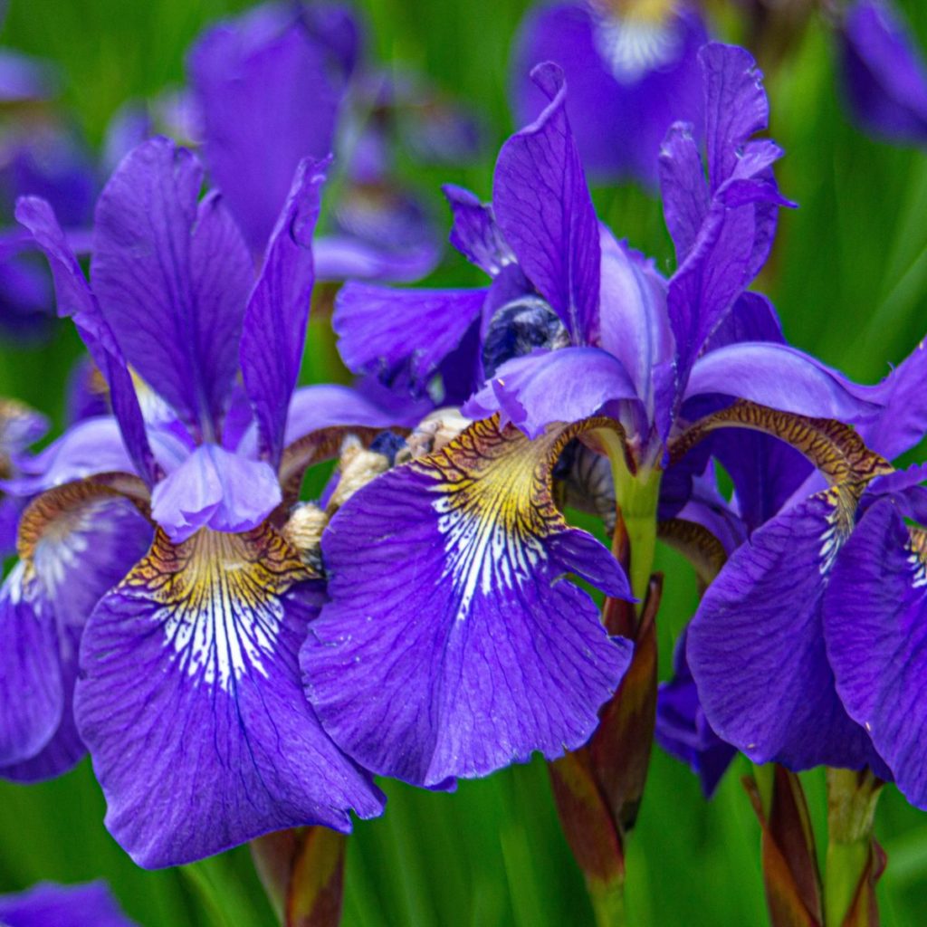 Les plus belles fleurs d'hiver, résistantes au gel