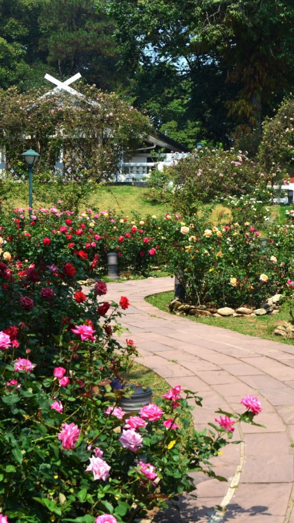 20 inspirations de haies de rosiers pour embellir votre jardin - L