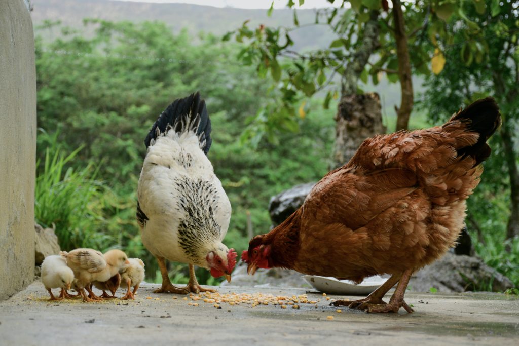 poussins et poules