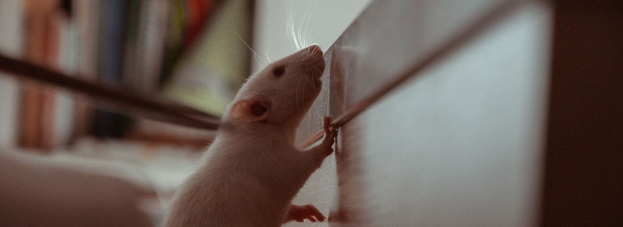 Se débarrasser et tuer des rats : Toutes les solutions efficaces