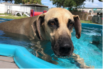 piscine pour chien
