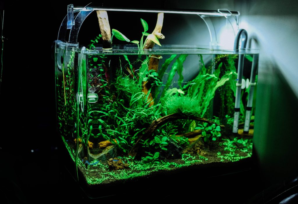 Décoration d'aquarium : principe, conseils et idées
