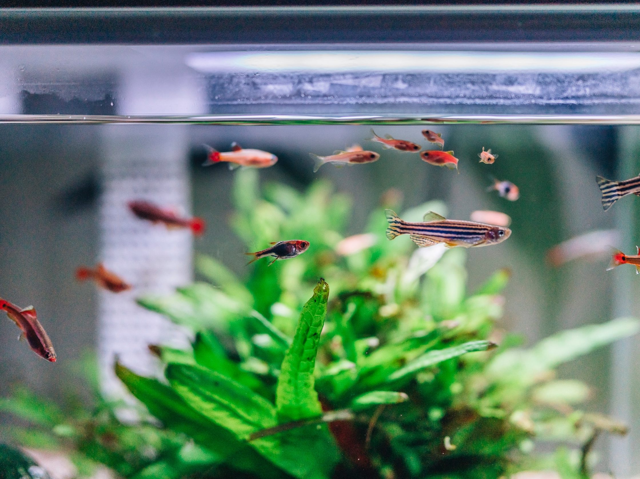Comment choisir et entretenir les plantes de son aquarium ?